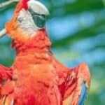 how to get fleas off parrots
