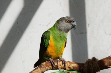 how to look after a senegal parrot