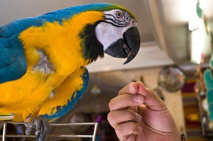 how to reduce parrot dust