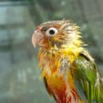 how to tell if a parrot is underweight