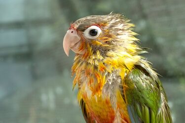 how to tell if a parrot is underweight