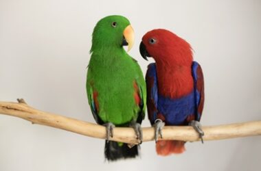 how to tell the gender of parrots