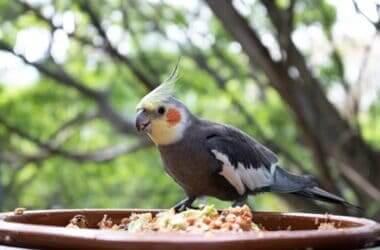 is cereal good for parrots?