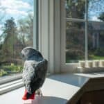 is sun good for parrots?