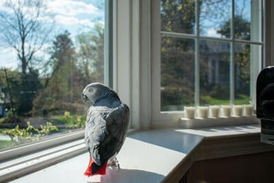 is sun good for parrots?