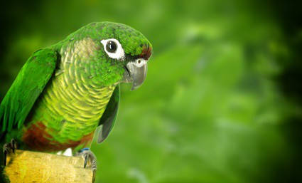 looking after a conure parrot
