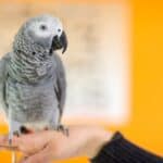 parrot bonding behavior