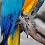 parrot nail length