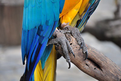 How Long Should A Parrot's Claws Be? [A Full Nail Care Guide]
