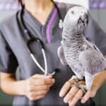 parrot sneezing and runny nose