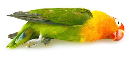 should I bury a dead parrot?
