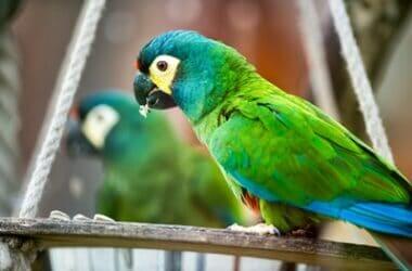 should you give a parrot a mirror?