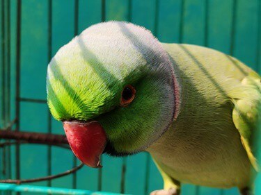 stress in captive parrots