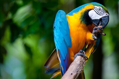 ulcerative pododermatitis in parrots