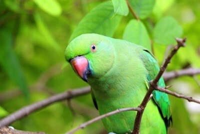 what are green parrots called?