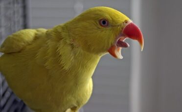 what does a parrot’s tongue look like?