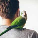 what does it mean when a parrot grooms you?