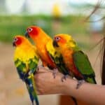 what is the most gentle parrot?