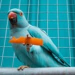 what vegetables are good for parrots?