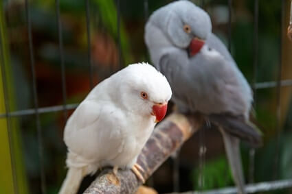 when do parrots get hormonal?