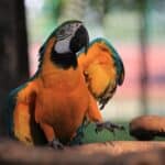 why do parrots dance to music?