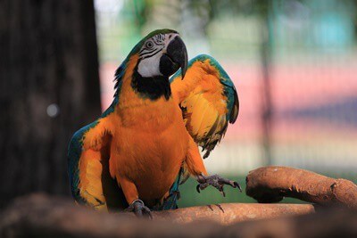 why do parrots dance to music?