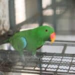 why do parrots eat their poop?