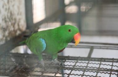 why do parrots eat their poop?