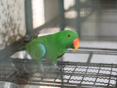 why do parrots eat their poop?