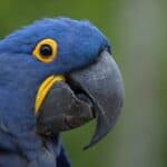 why do parrots have a gap under their beak?