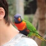 why do parrots like shoulders?