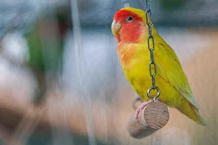 why do parrots need exercise?
