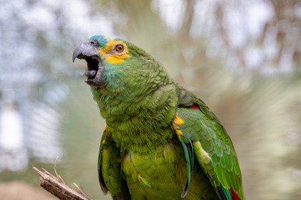 why do parrots scream in the morning?
