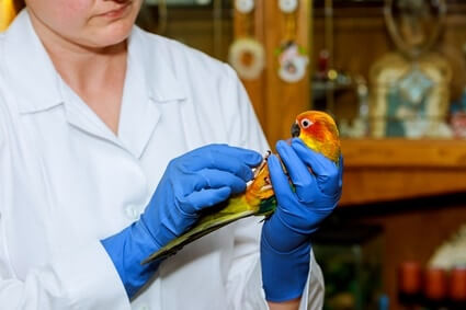 worming treatment for parrots