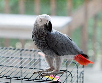 African grey parrot cage setup