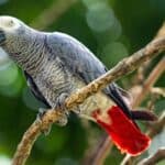 are African grey parrots hard to take care of?
