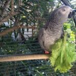 are lettuce safe for parrots?