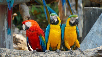 are parrots classed as birds or animals?