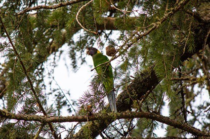 are pine cones safe for parrots?