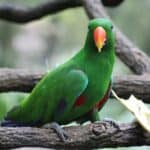 can parrots eat sugarcane?