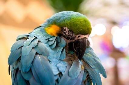 how does a parrot get mites?