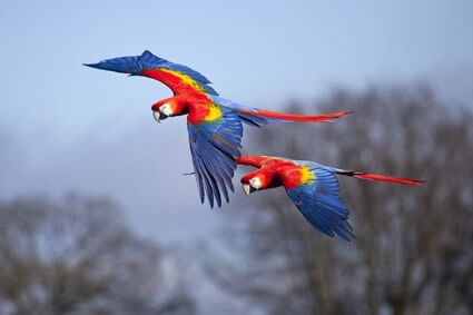 how far do parrots fly?