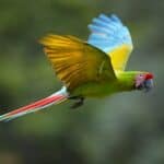 how fast do parrots fly?