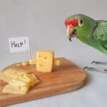 is cheese bad for parrots?