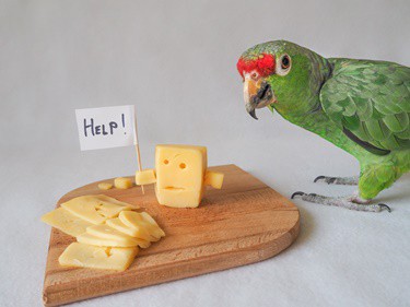 is cheese bad for parrots?