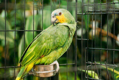 parrot won't leave cage