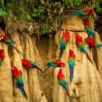why do parrots eat clay?