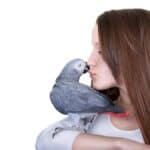 Can Parrots Be Attracted To Humans?