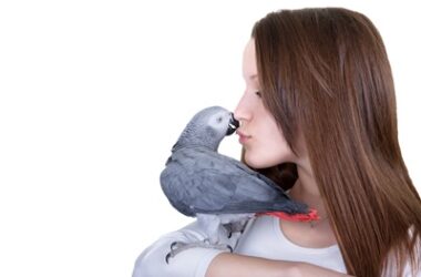 Can Parrots Be Attracted To Humans?