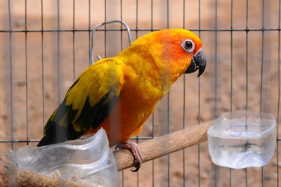 Where Is The Best Place To Put A Parrot Cage?